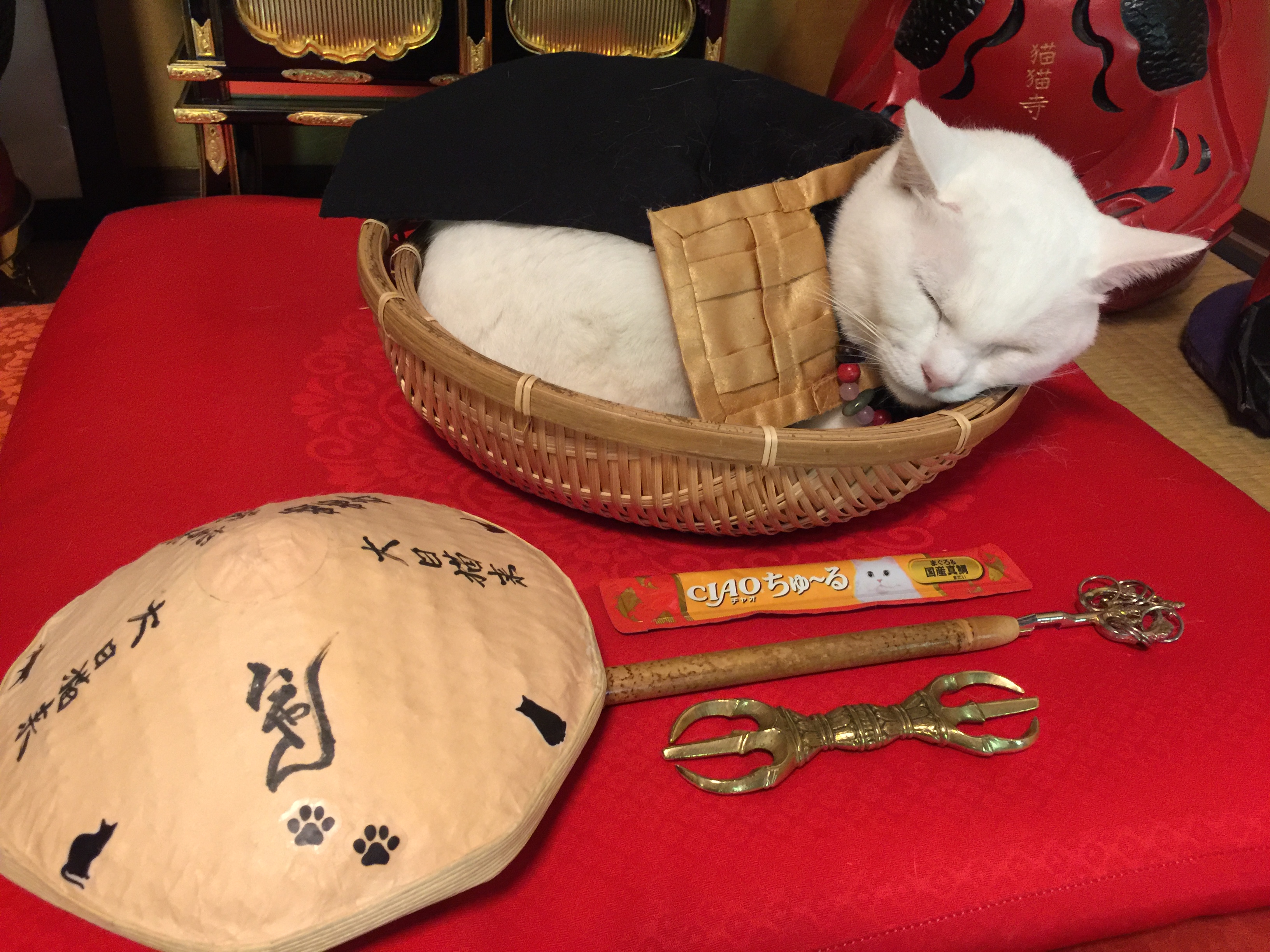 京都 猫をご本尊とした 猫猫寺 にゃんにゃんじ は 猫好きにピッタリなテーマパーク 都つーしん みやつー 都つーしん みやつー