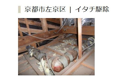 【完全版】狂暴な害獣を誰か止めて！京都でおすすめのイタチ駆除10選！保証や特徴などのまとめ！