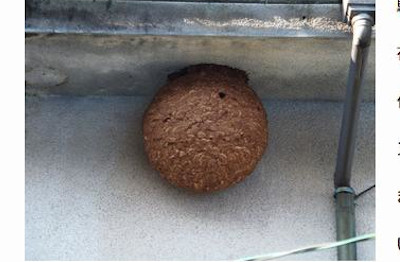【完全版】危険作業は業者にお任せ！京都でおすすめの蜂駆除10選！見積もりや特徴などのまとめ！