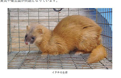 【完全版】狂暴な害獣を誰か止めて！京都でおすすめのイタチ駆除10選！保証や特徴などのまとめ！