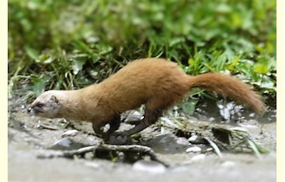 【完全版】狂暴な害獣を誰か止めて！京都でおすすめのイタチ駆除10選！保証や特徴などのまとめ！