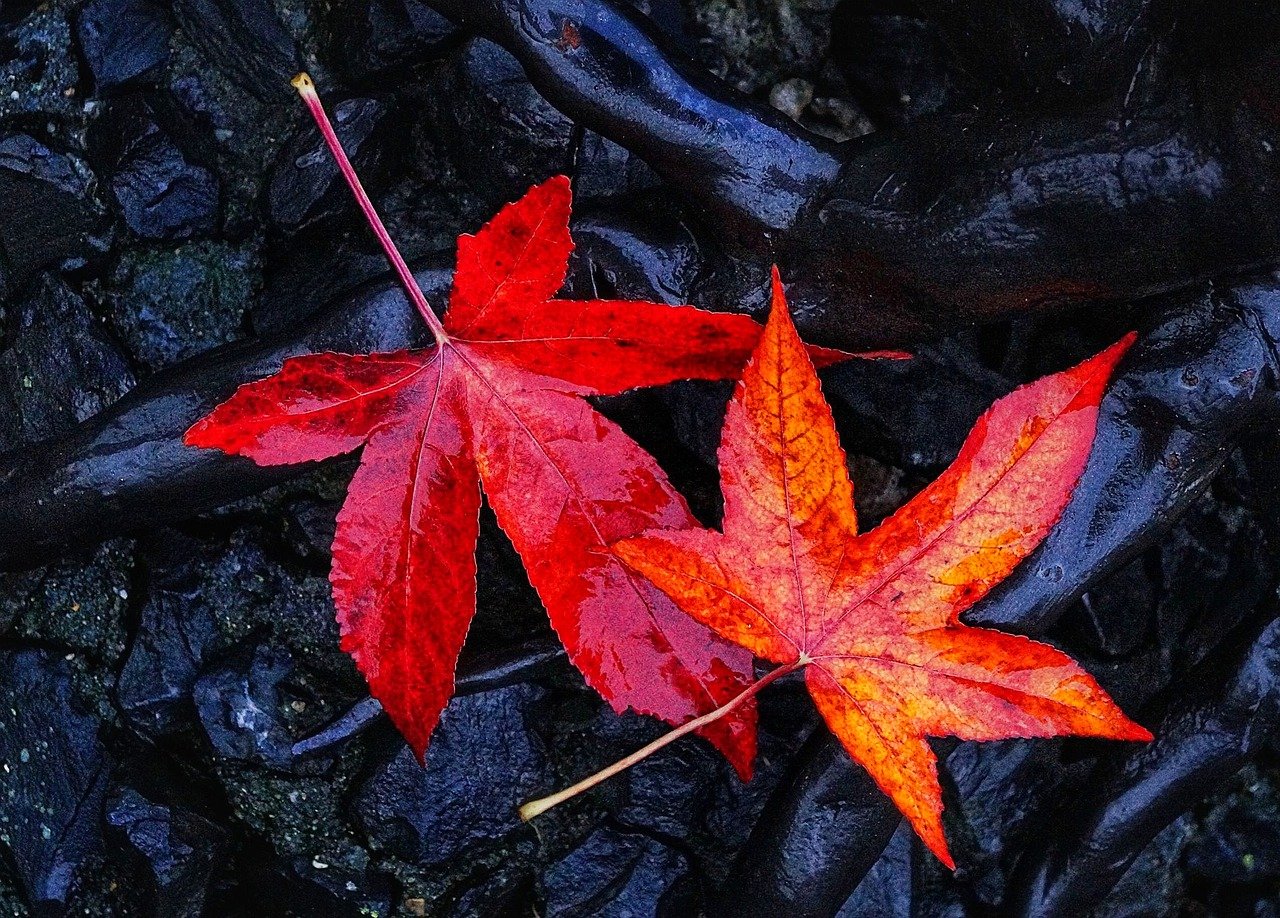 【2021年最新版】京都のおすすめ紅葉ライトアップ名所13選!最新情報と見頃まとめ