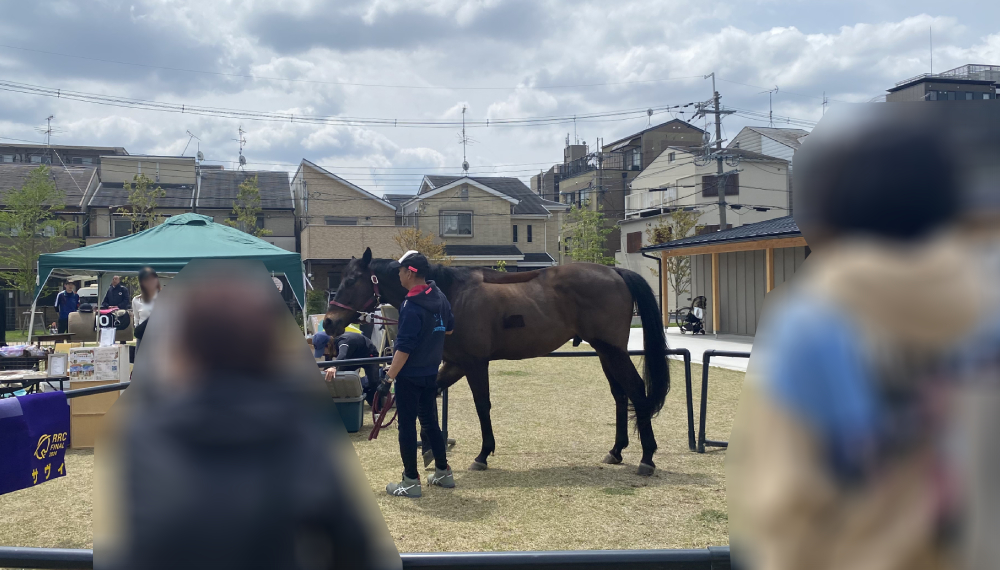 【京都・南区】The Paddock Cafe｜馬好き必見！公園内の広々カフェ【京都グルメ】